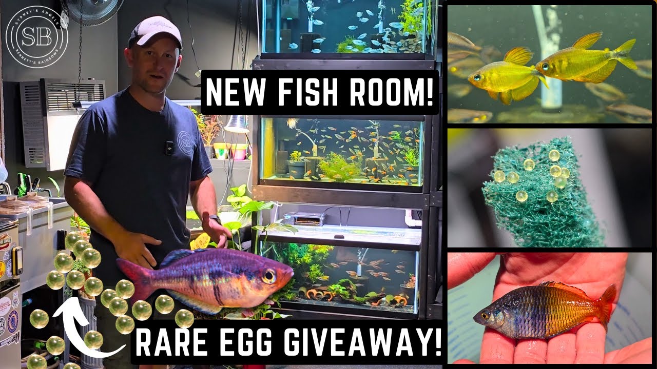 THE NEW FISH ROOM IS HERE!!! COMPLETE TOUR + RARE RAINBOWFISH EGG GIVEAWAY (2024)