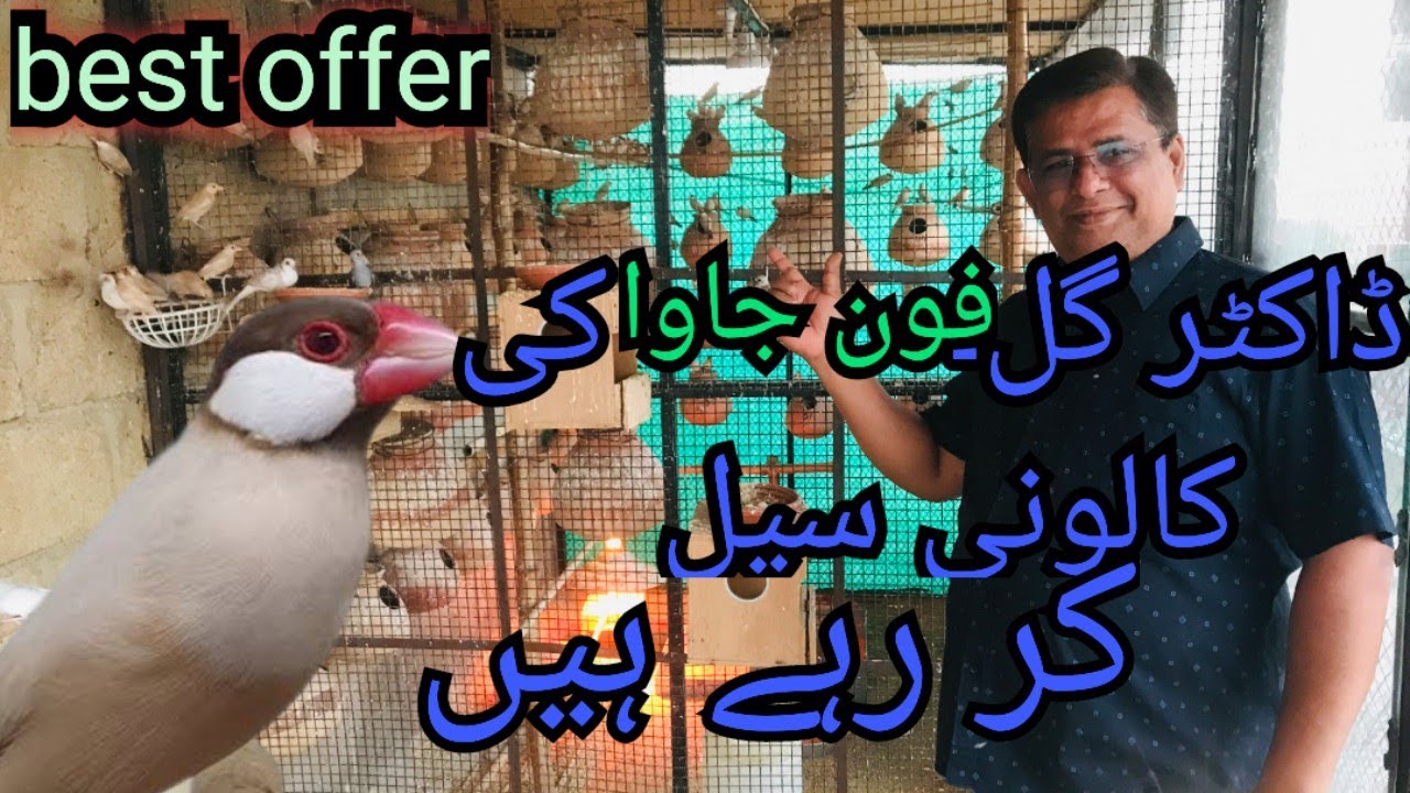 BEST OFFER! FAWN JAVA SPARROW BREEDING COLONY FOR SALE  | GULL BHAI SETUP | JAVA FINCH MUTATION |