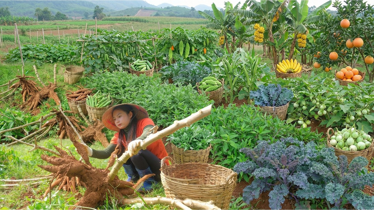 Harvest: Cassava, Wild Vegetables, Mugwort, Okra, Kale, Cucumber,Bitter Melon To Sell-Cook With Them