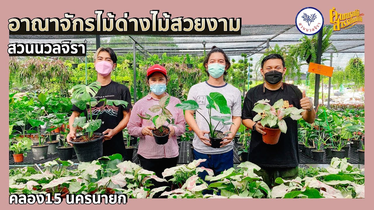 ด่างนรกชังหรือสวรรค์แกล้ง | EP.11  อาณาจักรไม้ด่างไม้สวยงาม สวนนวลจิรา คลอง 15  นครนายก