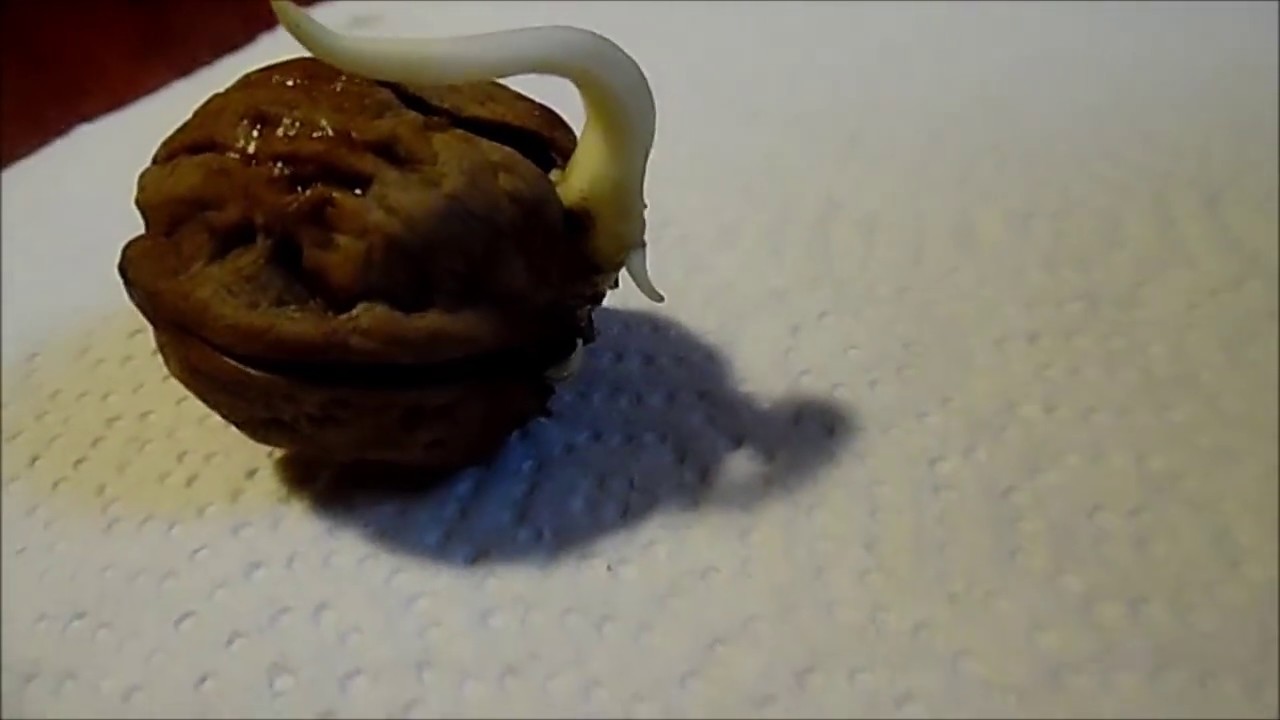 Como germinar una nuez para obtener un nogal
