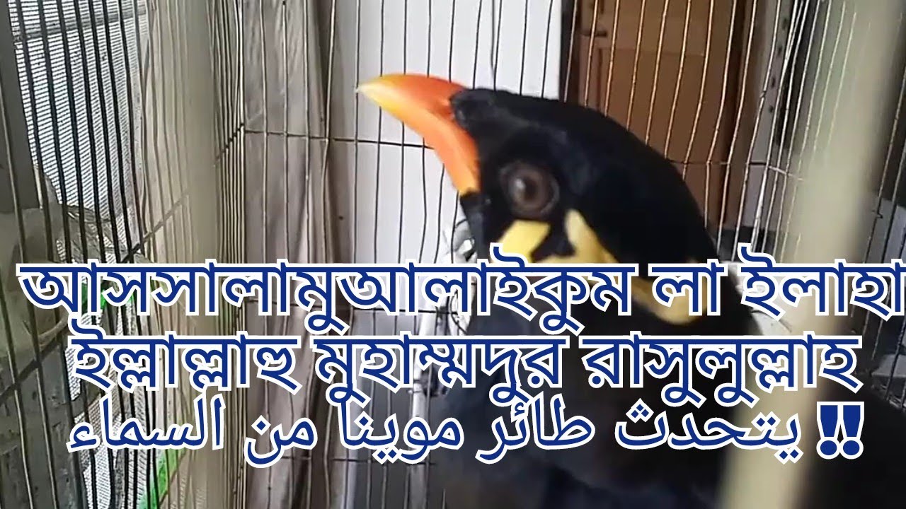 ময়নার জবান  আল্লাহ্পাক খুলে দিয়েছেন !!! MOYNA from HEAVEN!!! موينا من السماء !!! स्वर्ग से मोयना !!!