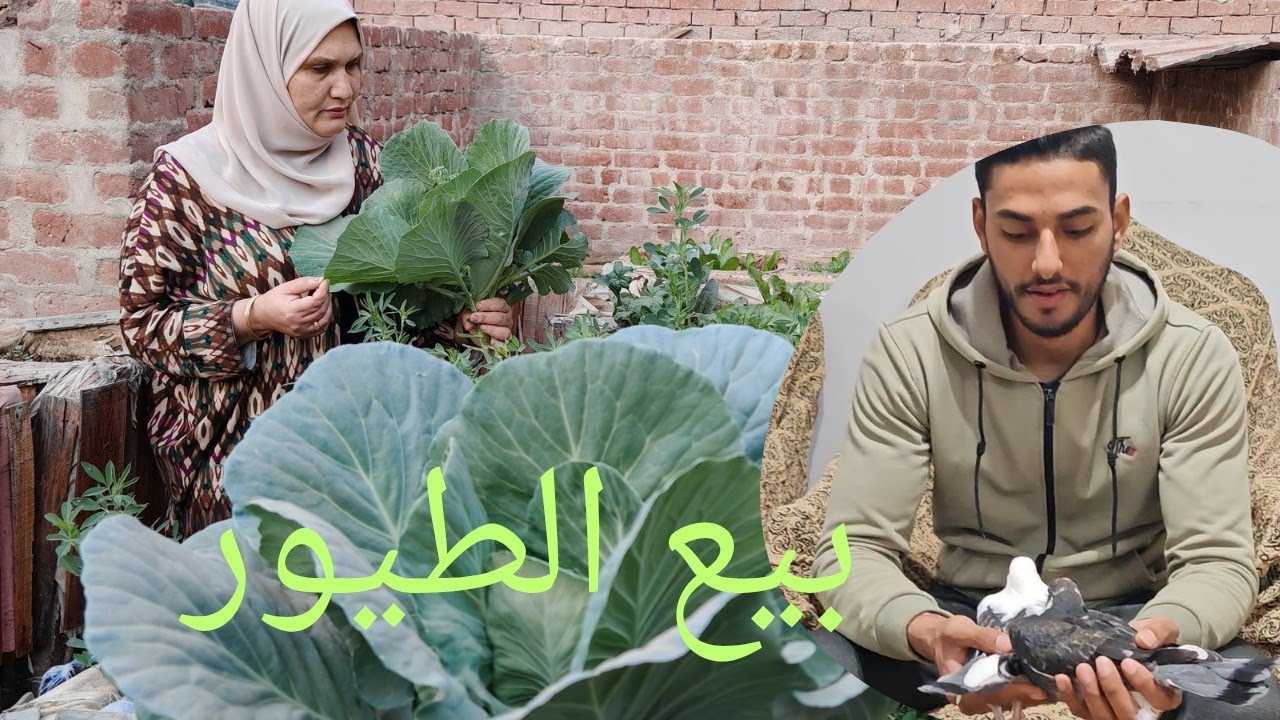 زياره عزيزه وبيع الارانب والحمام