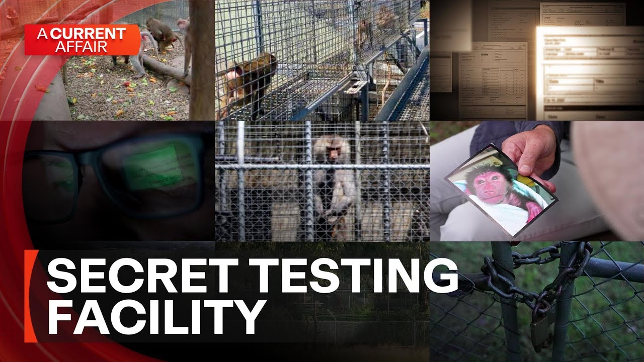 Secret Government baboon facility in Australian suburb under scrutiny | A Current Affair