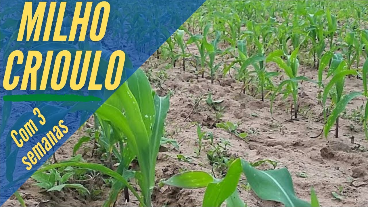 Milho Crioulo, Sol da Manhã, com 3 semanas/SAF no Semiárido/SAF Santa Fé