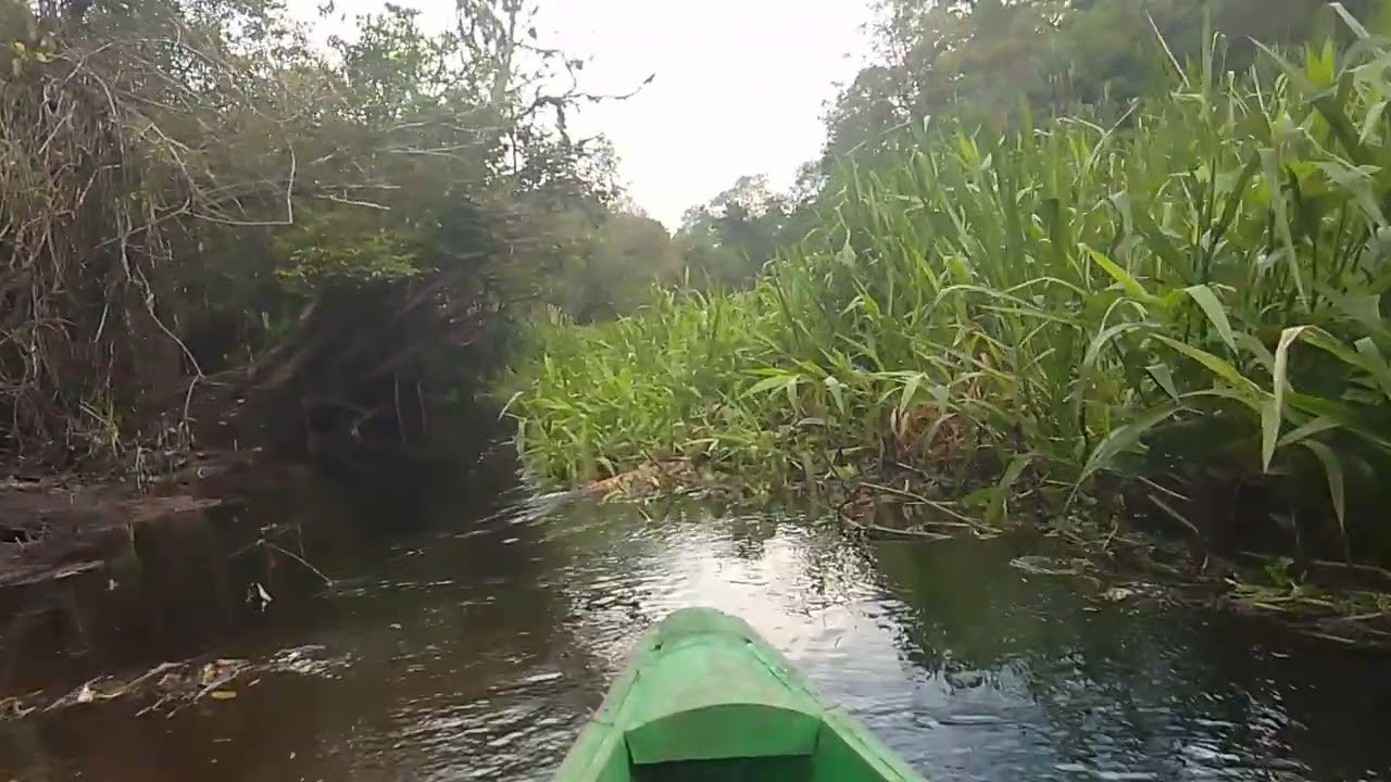 Susur sungai di pedalaman Kalimantan spot ikan ikan besar seperti toman dan tapah