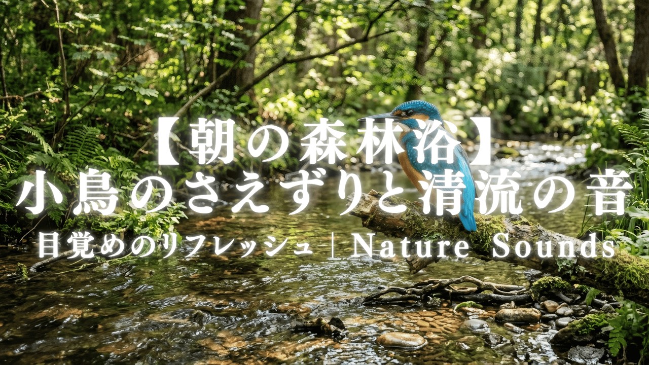 【朝の森林浴】小鳥のさえずりと清流の音｜目覚めのリフレッシュ・脳の活性化｜Nature Sounds