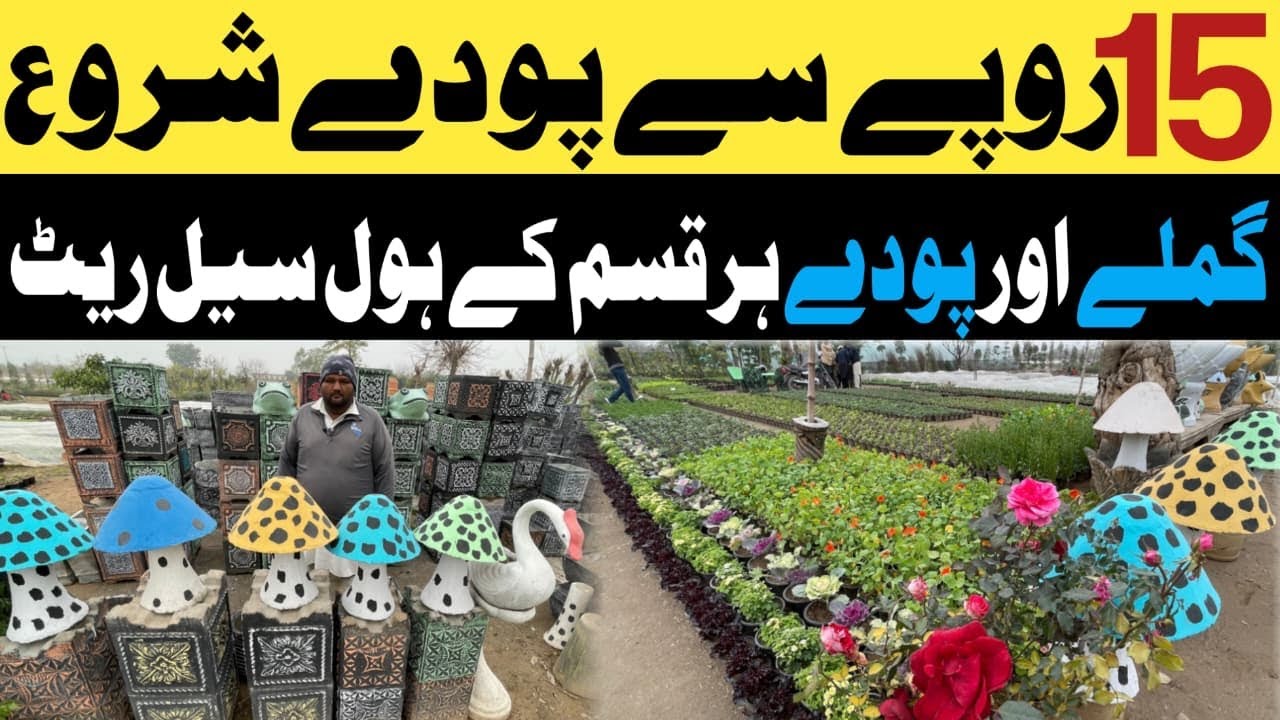 15rs Sa Podha Suru  | Wholesale Dealer In Flowers Rawalpindi In Pakistan 2025.