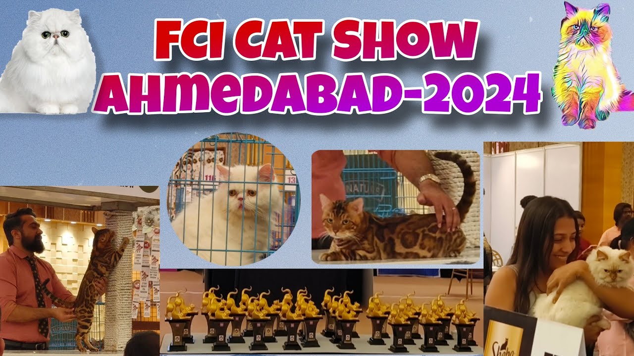 Cat Show Ahmedabad 2024, Feline Club Of India FCI Cat Show
