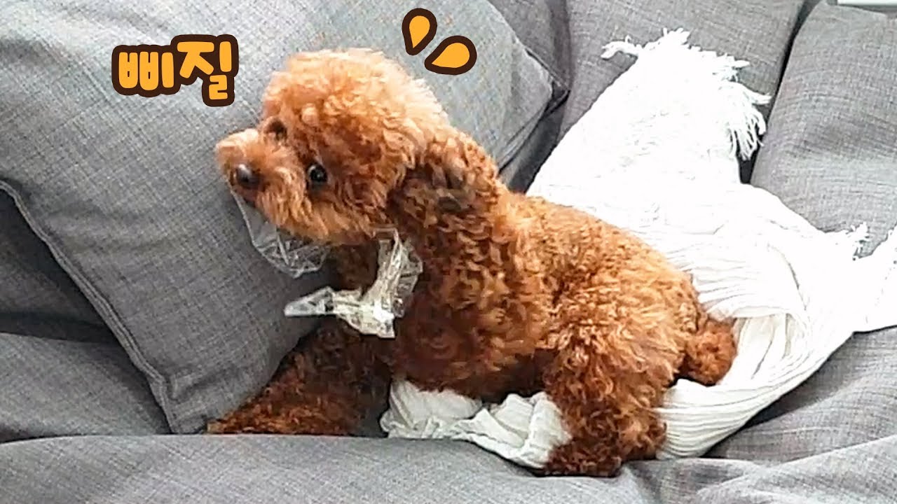 몸에 테이프가 붙어서 강아지가 고장났어요