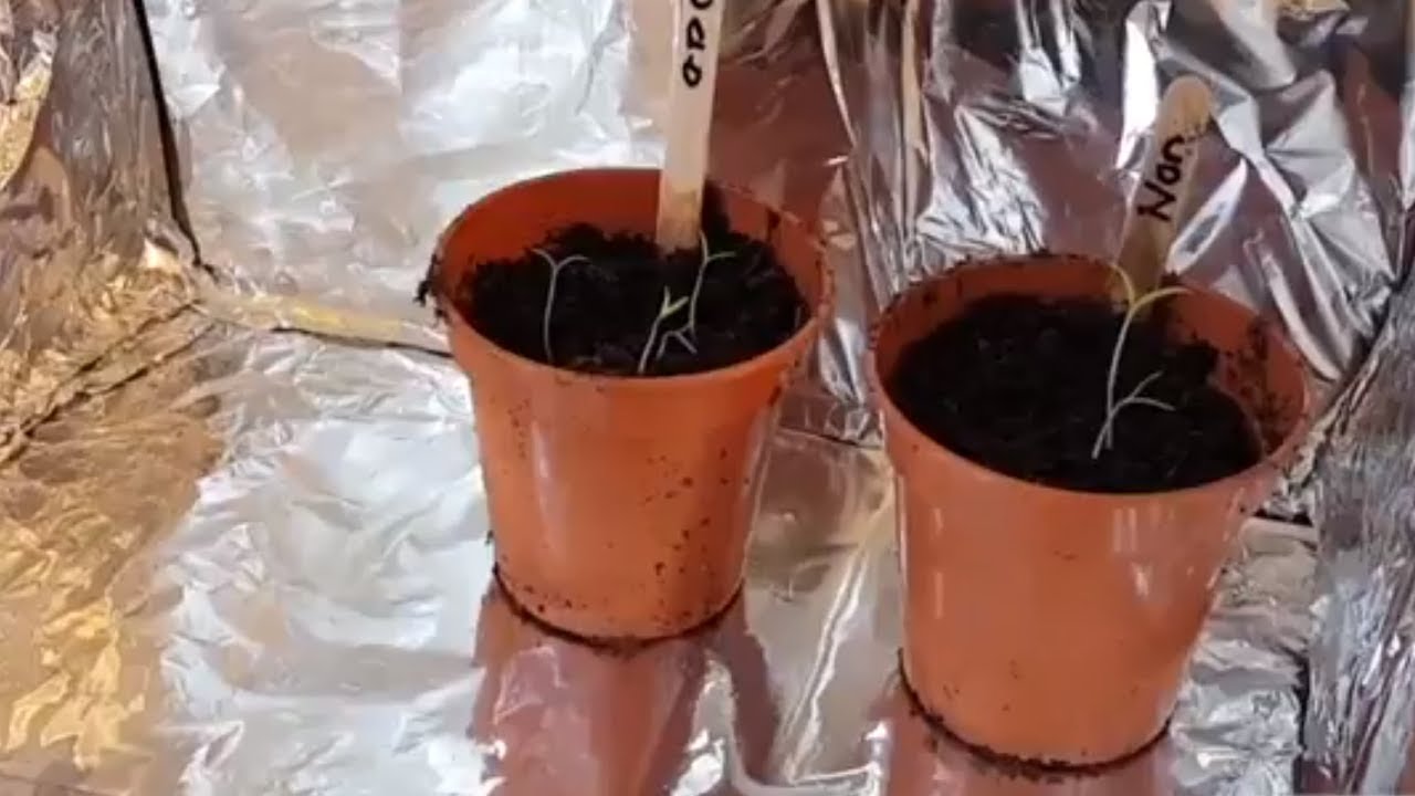 How To Make A Light Box For Growing Seedlings