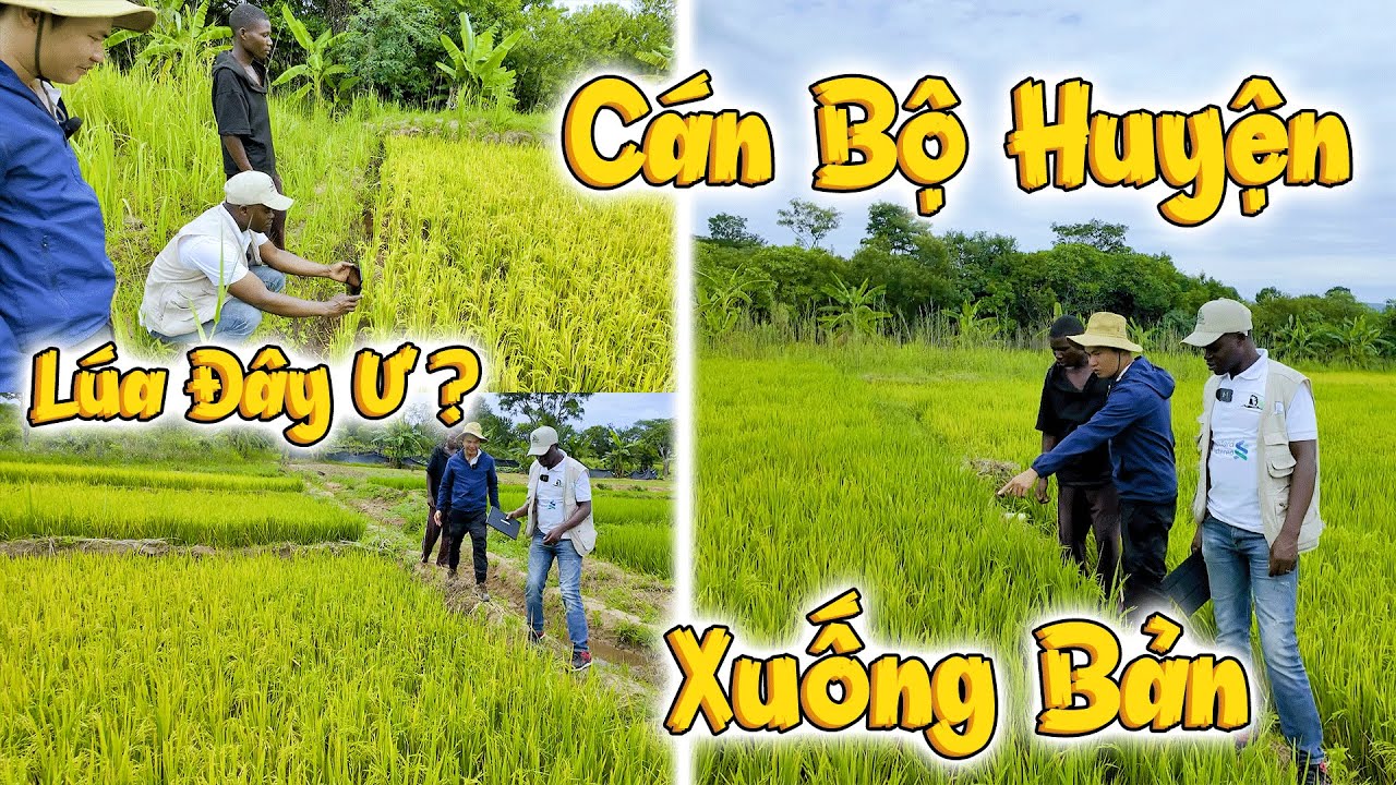 CÁN BỘ HUYỆN TỨC TỐC Xuống Gặp Anh Em Việt Nam Khi Nghe Tin Trồng Thành Công LÚA XUẤT KHẨU