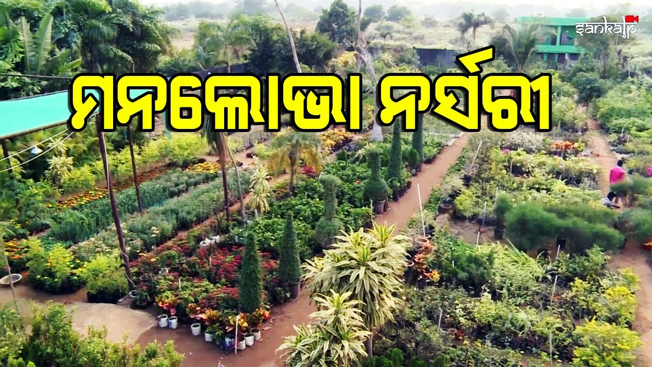 ଭୁବନେଶ୍ୱର ଉପକଣ୍ଠରେ ବ୍ୟବସାୟିକ ନର୍ସରୀ | Commercial Nursery Near Bhubaneswar