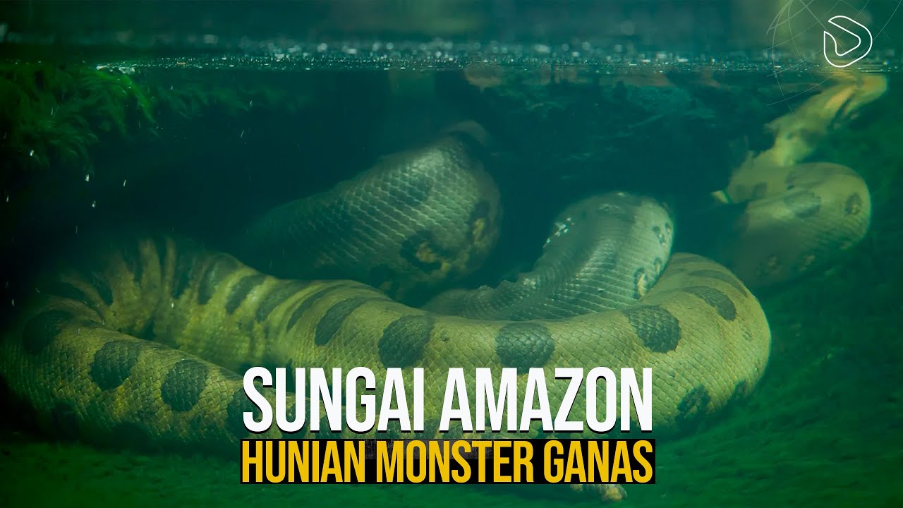 Sungai Amazon: Bagaimana Sungai ini Menciptakan Monster Ganas