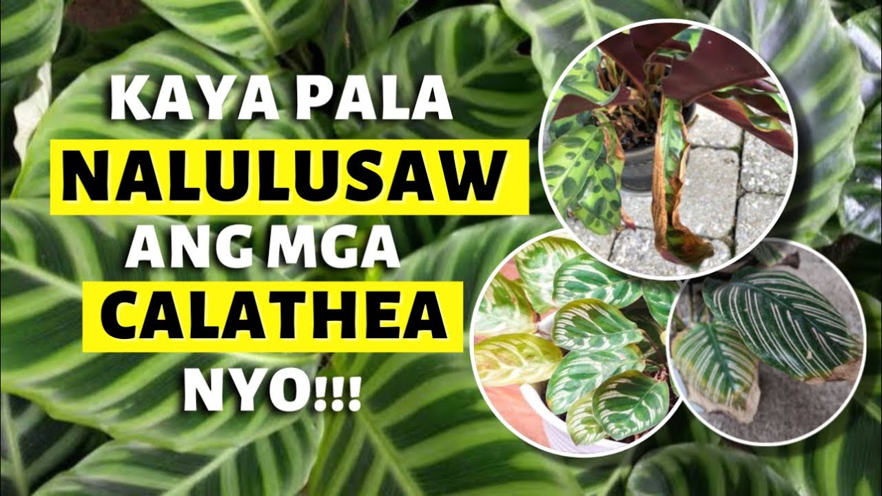 MALING PANINIWALA AT PAG AALAGA SA MGA CALATHEA!