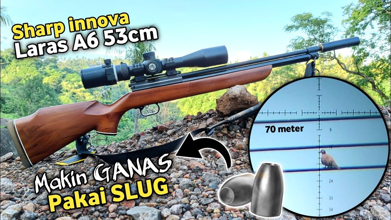 70 METER TELAK‼️ Berburu tekukur pakai Sharp Innova laras 53cm