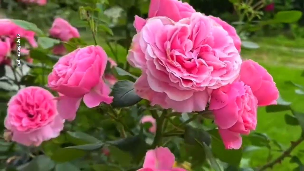 Amazing Nature Flower Garden View 🌷🌼 | Peaceful Nature Scenery with Fresh Flowers 🌿🌸