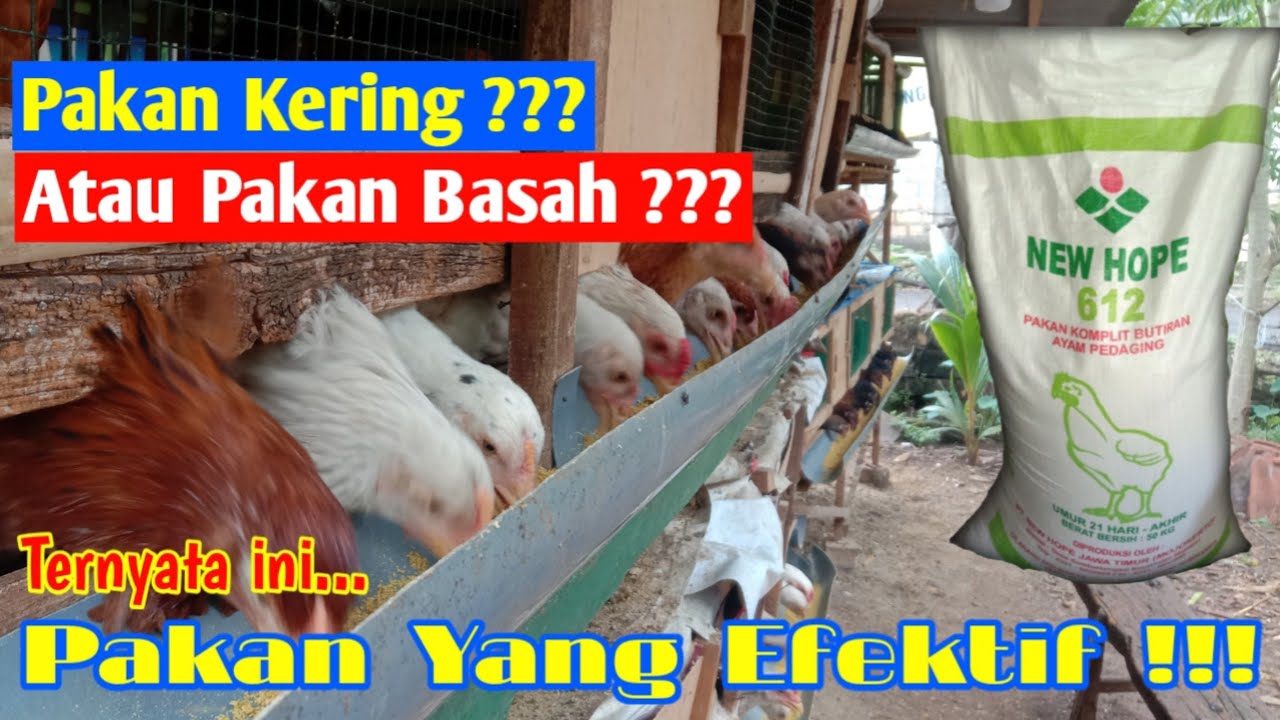 Pakan Yang Bisa Bikin Ayam Cepat Besar dan Gemuk !! Kering atau Basah ???