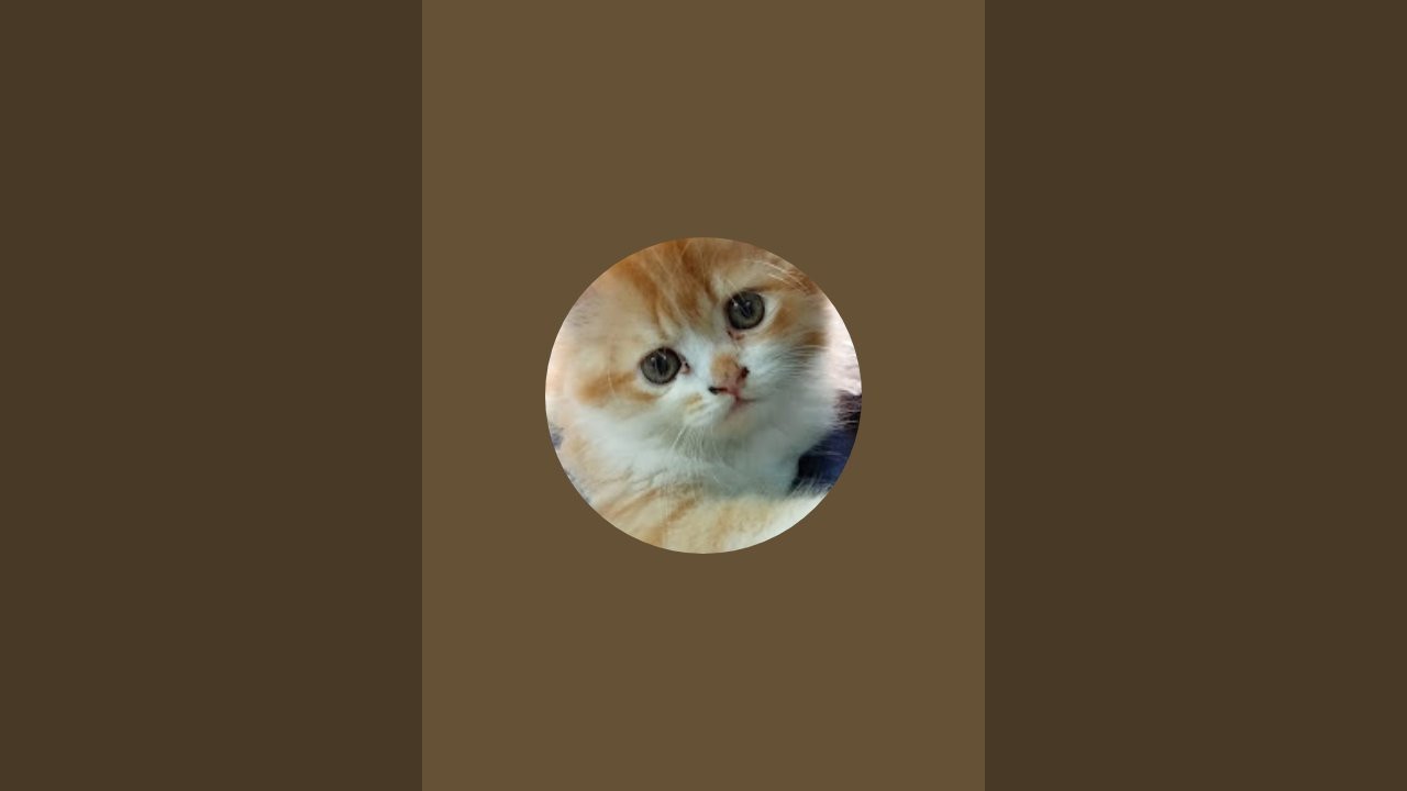 Tabassum Khan is live!