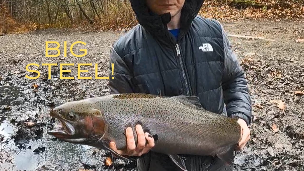 Erie STEELHEAD Time! ELK CREEK