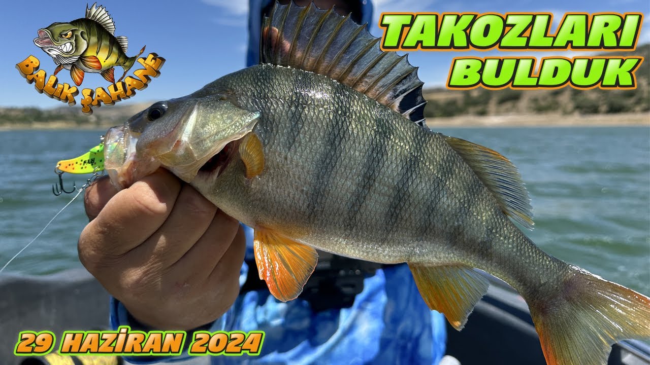 Takoz Perchleri Bulduk.Vibrasyonlar Show Yaptı.Süpriz Mera Şakır Şakır Balık Verdi.Perch Balık Avı…