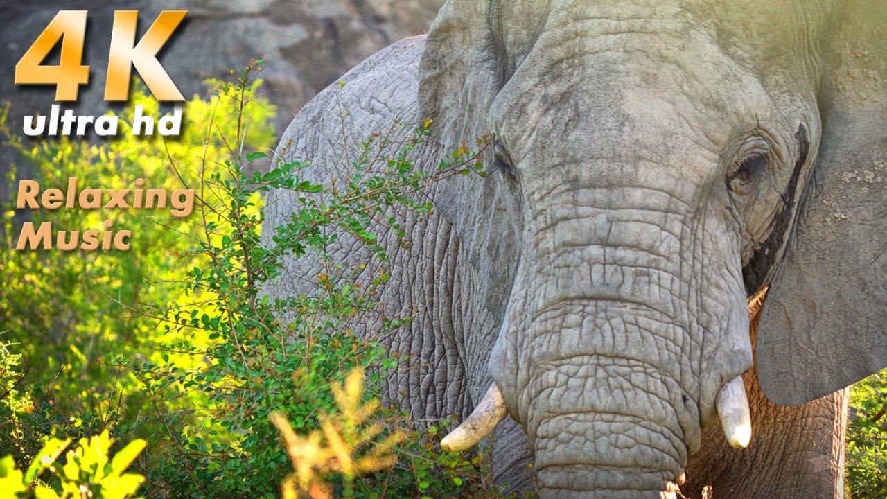 Relaxing music, amazing Wildlife 4K | African Nature | Kruger & Kgalagadi Park