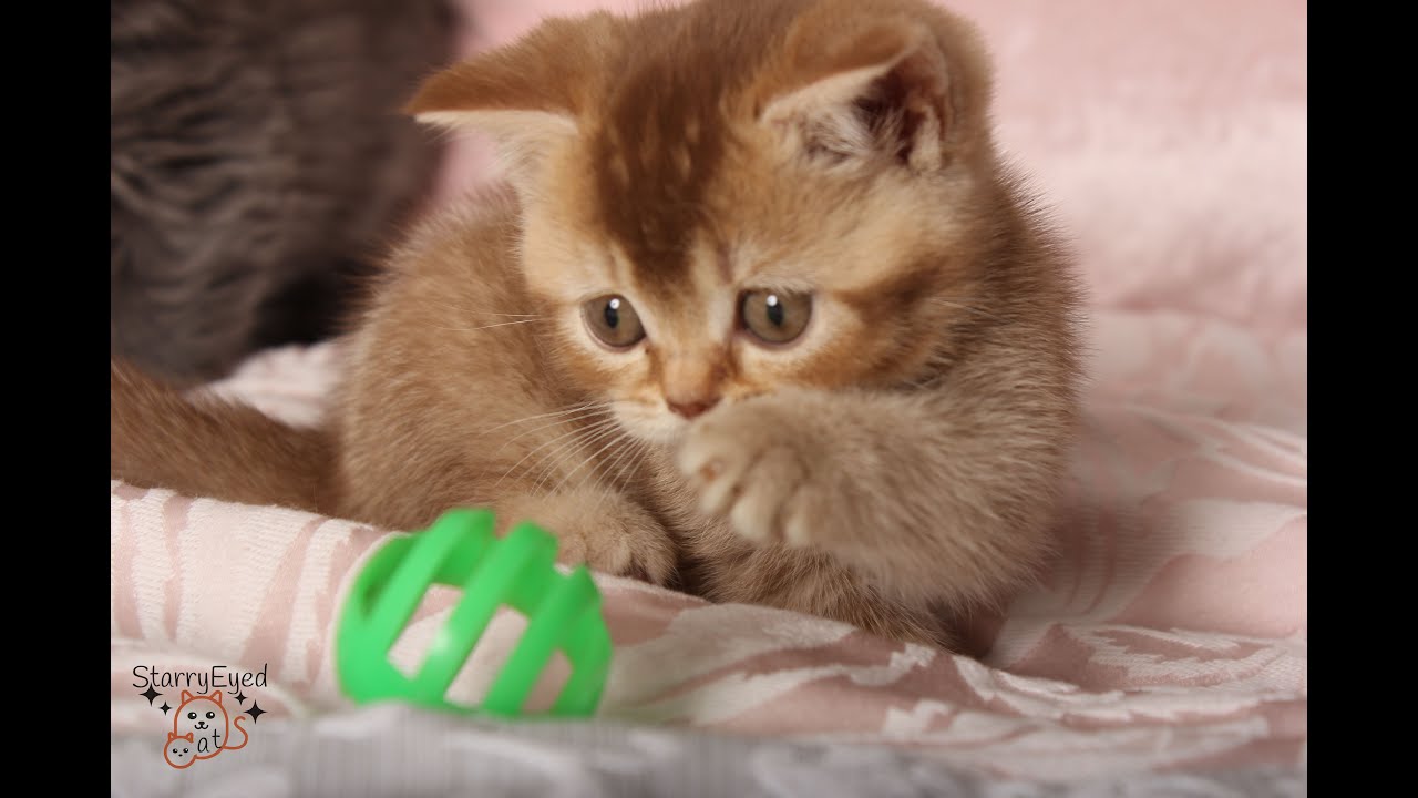 Cinnamon, Chocolate and Blue British Shorthair - 9 weeks playing. Litters Z3 and A4