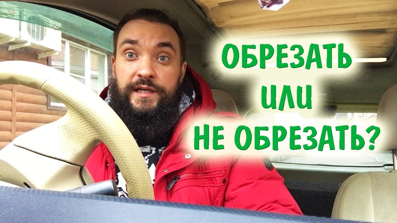 Обо всем за рулем #14 / Надо ли обрезать листья у растений? / Mr.GrowChannel