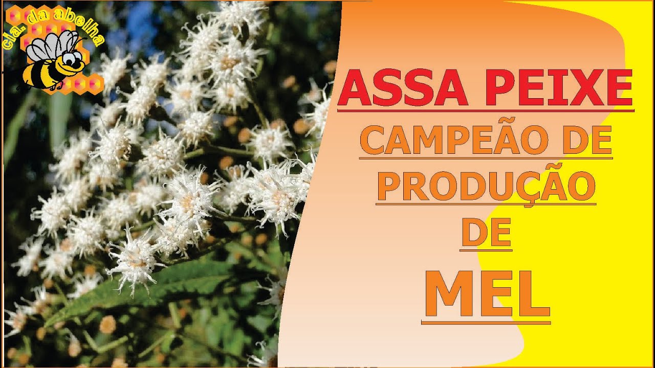 ASSA PEIXE: CAMPEÃO NA PRODUÇÃO DE MEL JUNTO ÀS ABELHAS