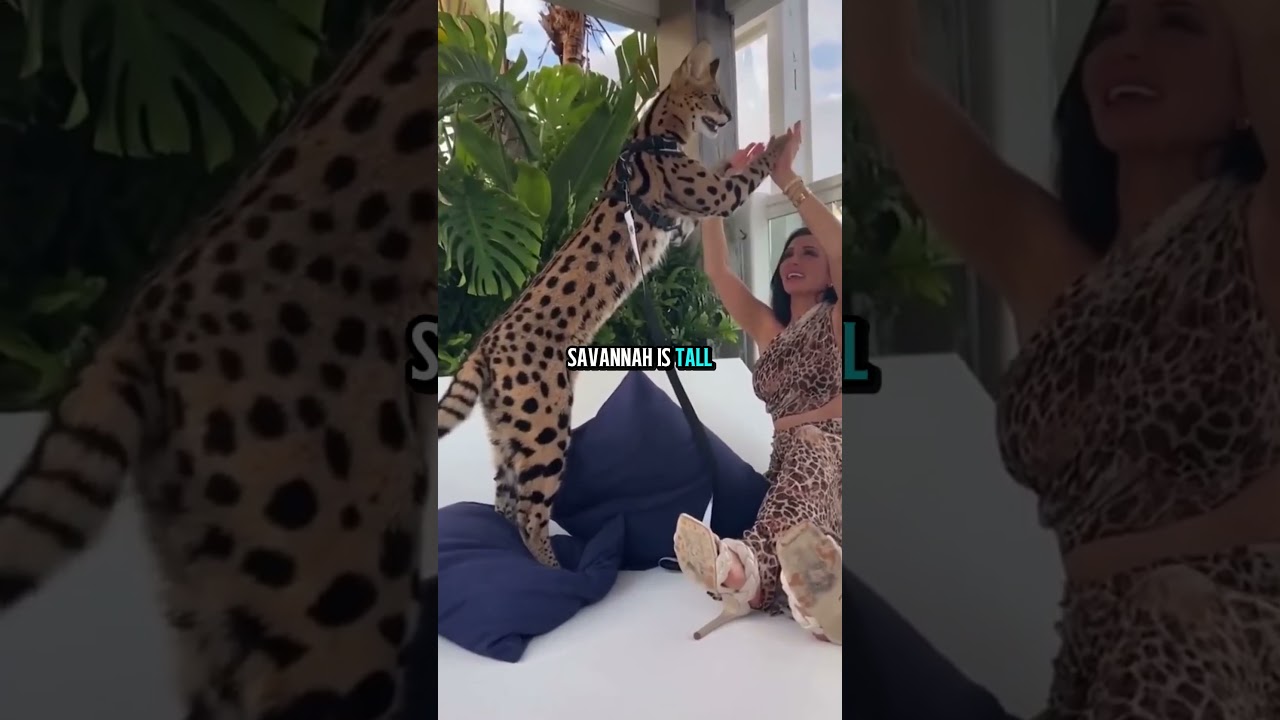 The 5 most expensive cats in the world 