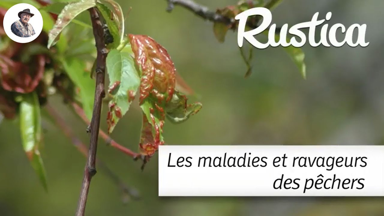 Identifier et lutter contre les maladies et ravageurs des pêchers