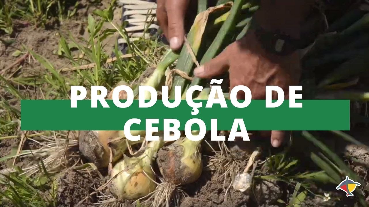 Plantio da Cebola no Rio Grande do Sul | Programa Terra Sul