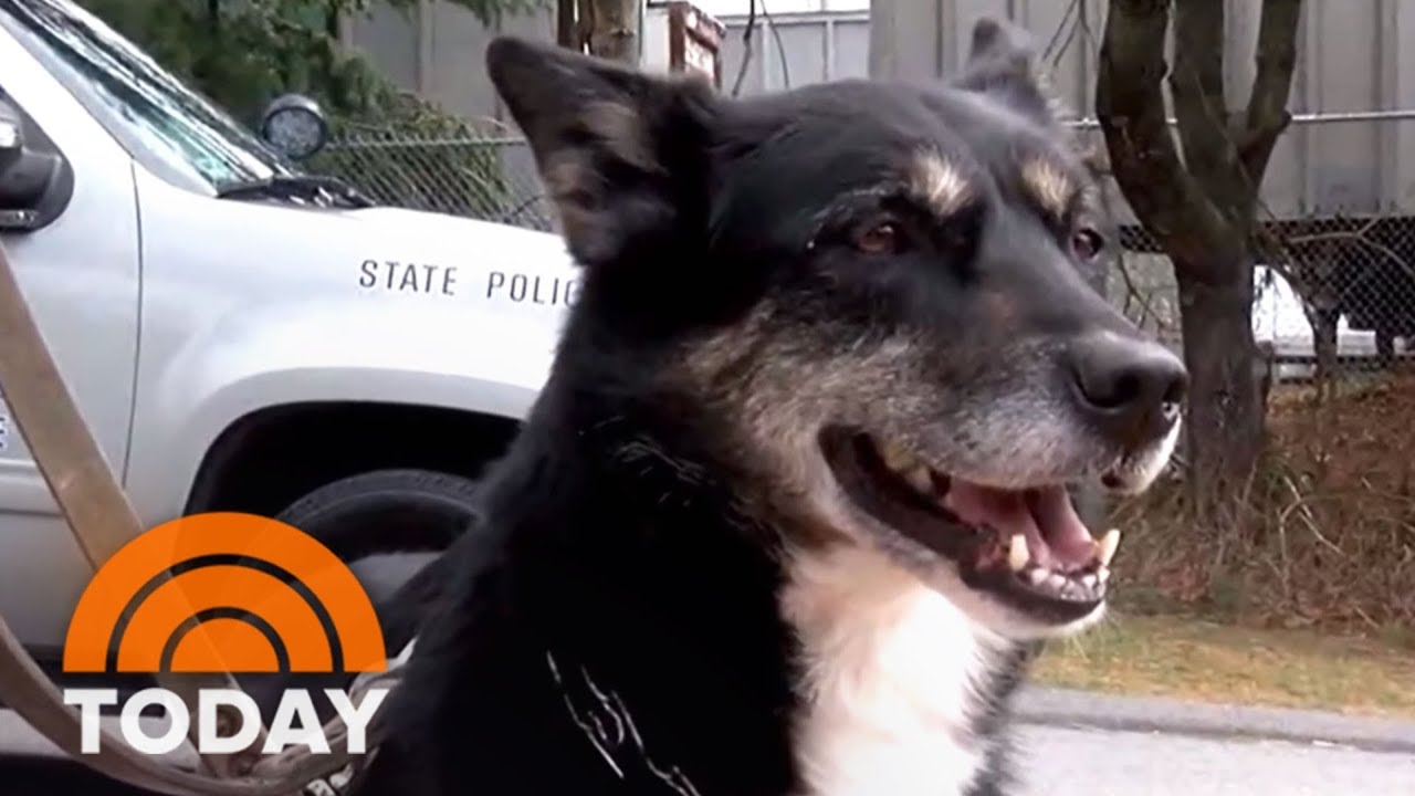 ‘Godwink’ Turns ‘Unadoptable’ Shelter Dog Into K-9 Hero | TODAY