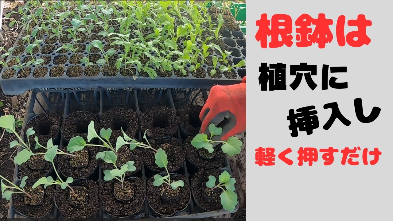セルトレー苗のポット上げのポイントは