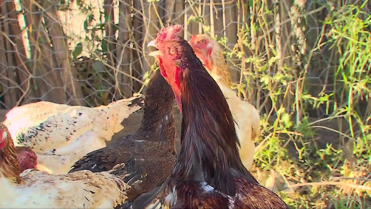 PRODUTOR DE RIBEIRÃO VERMELHO INVESTE NA CRIAÇÃO DO GALO ÍNDIO GIGANTE