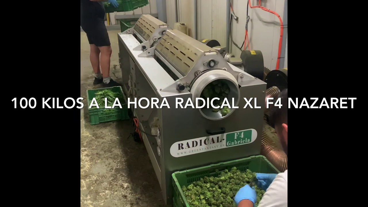 peladora de cogollos Radical xl f4 nazaret 100 kg hora