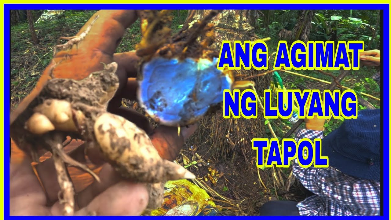 Mag Harvest tayo ng mga #Agimat at #Mutya 