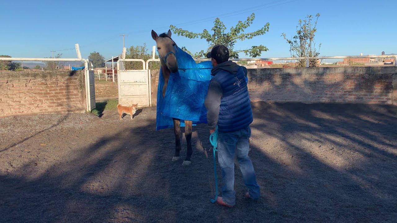 Repasando la Doma Natural Básica a Rayo🐴, Video 9 de 9