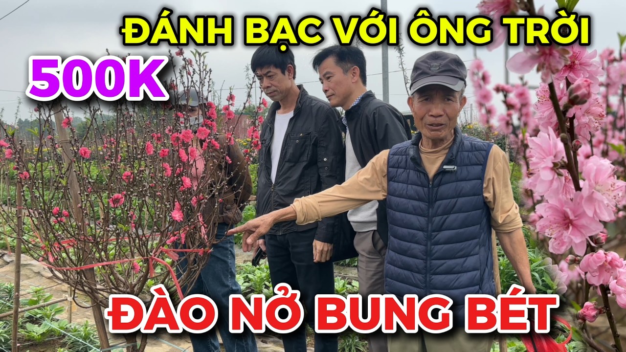 Tết 2026 - Đào tết Nhật Tân Nở Nhiều Khiến Bà Con Thất Thu