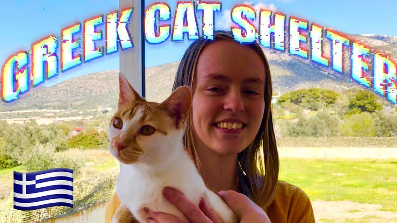 My first time volunteering at a cat shelter! | Gap Year Vlog
