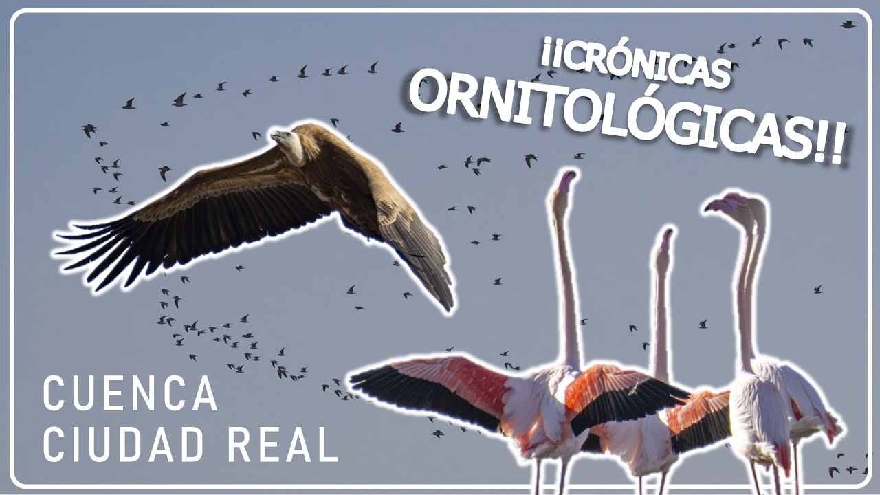 CRÓNICAS ORNITOLÓGICAS 🐦 Cuenca y Cuidad Real