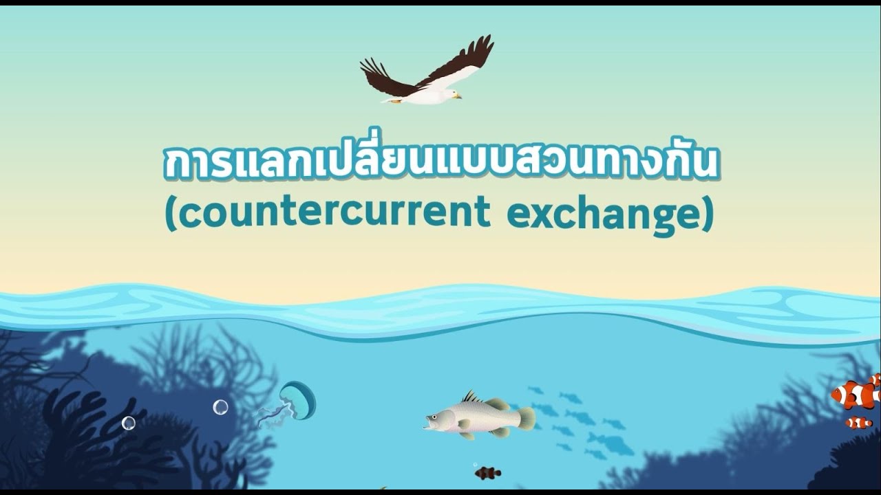 การแลกเปลี่ยนแบบสวนทางกัน (Countercurrent Exchange) - การแลกเปลี่ยนแก๊สของปลา