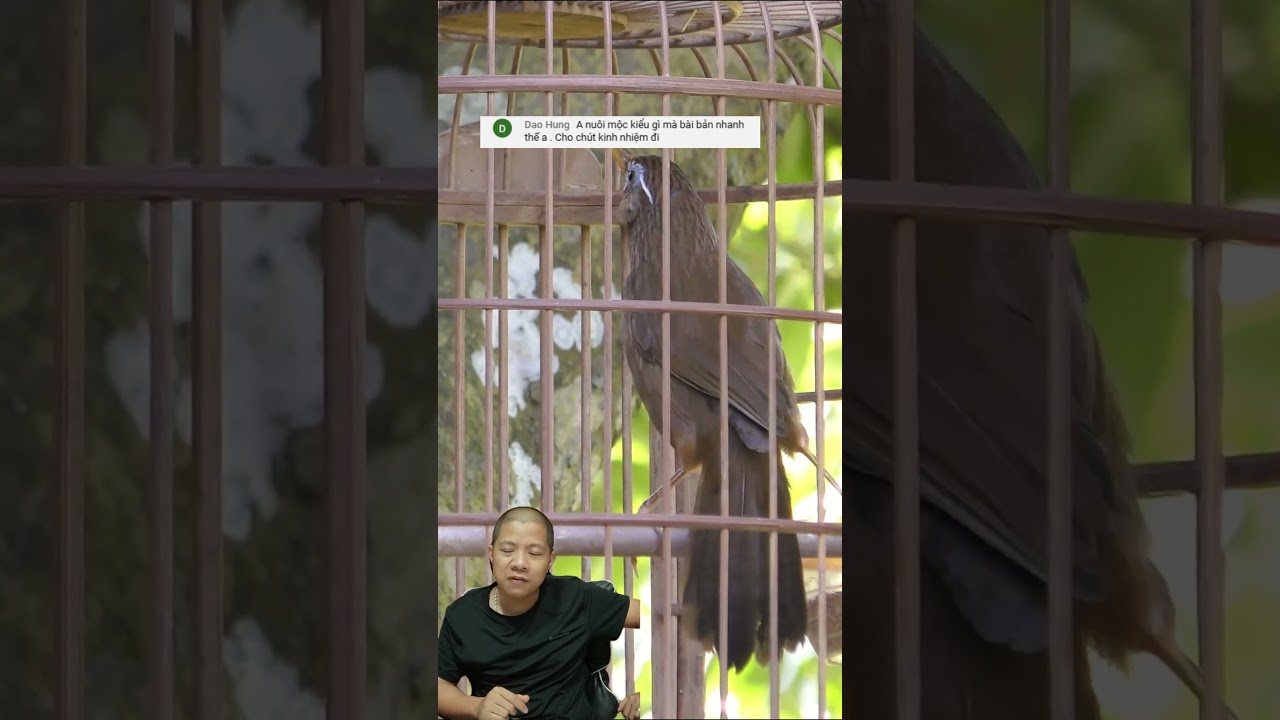 C&aacute;ch nu&ocirc;i họa mi mộc nhanh thuần, C&aacute;ch thuần chim họa mi nhanh nhất | Hoạt Họa Mi