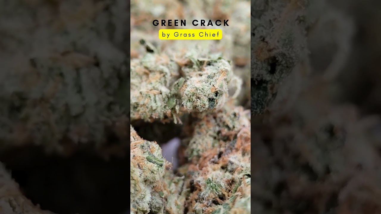 Green Crack Strain🌿 | Energy, Focus & Fun Facts!