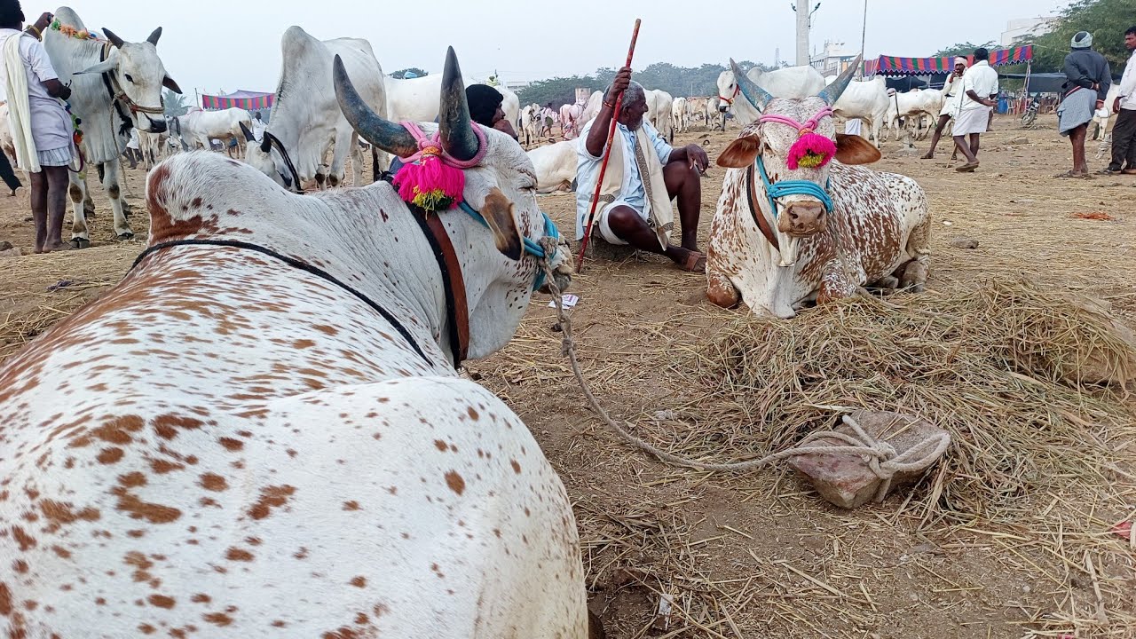 pebbair market thurpu jathi eddula retlu-pebbair bulls market-ox market-oxen market-bulls market-ox🐂