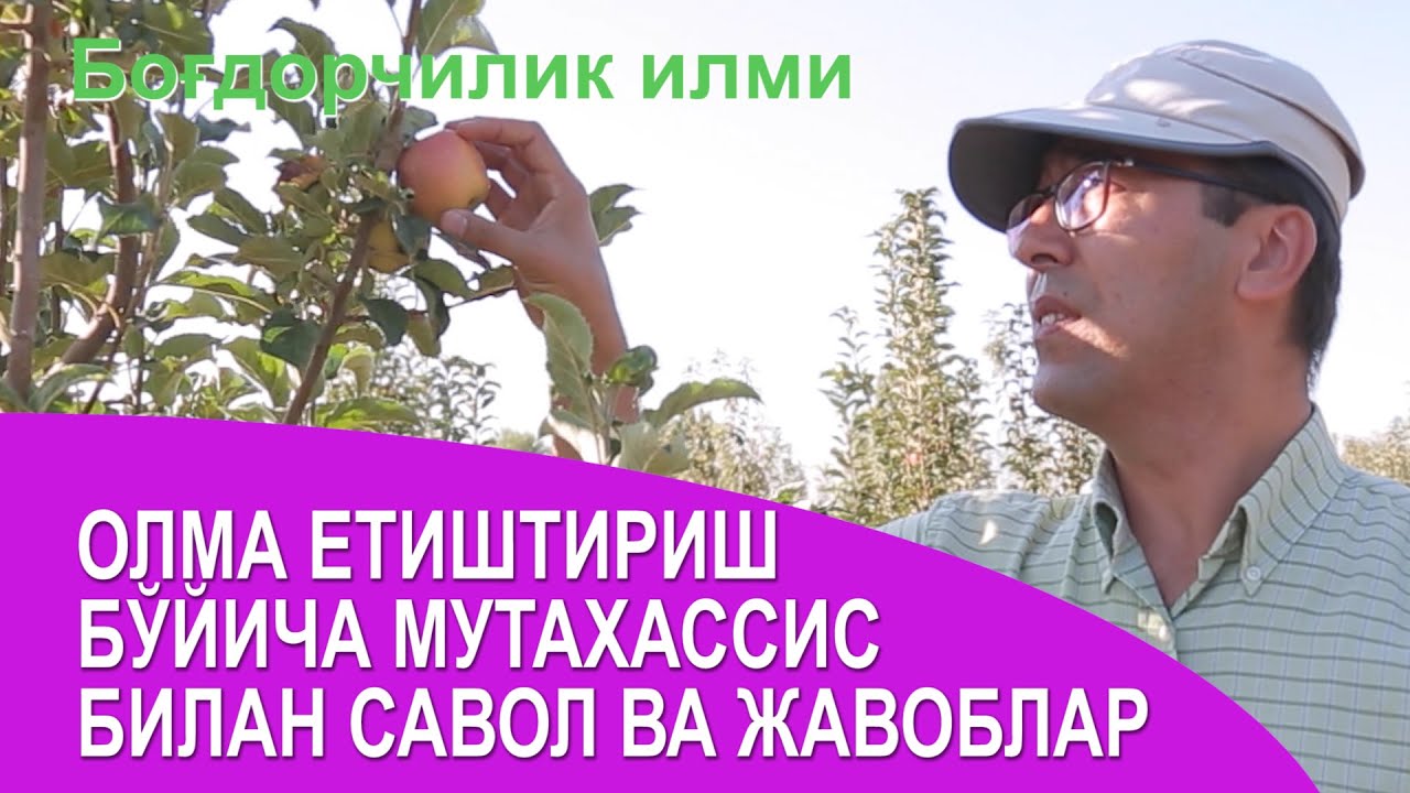 Олма етиштириш бўйича мутахассис билан савол жавоб