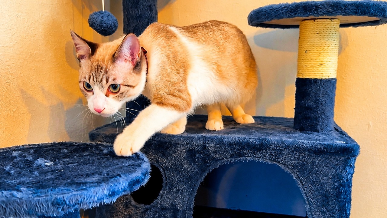 生まれて初めてのキャットタワーに興味津々なにゃんこ達！