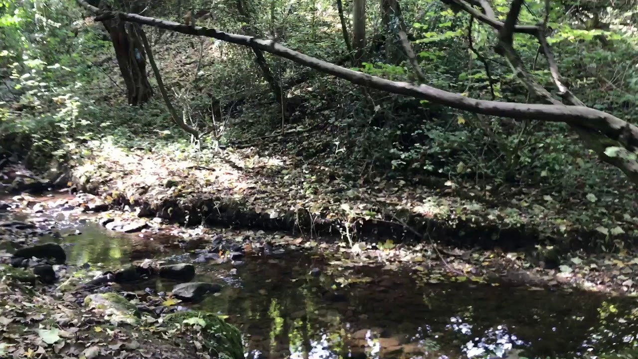 Whitwick woods (Leicestershire) 2017