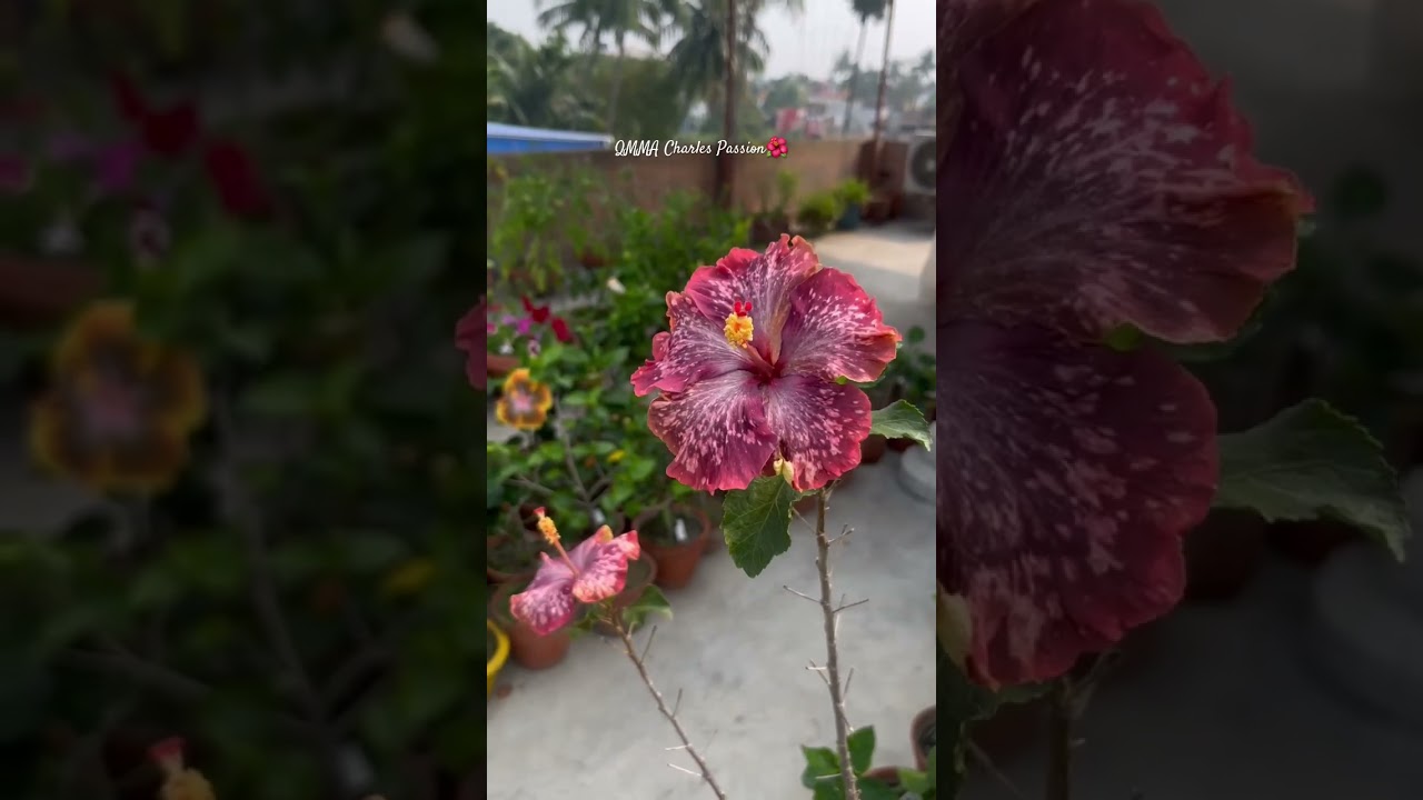 QMMA Charles Passion🌺 #hibiscusgrafting #flowers #hibiscus #tropicalhibiscus #taiwan #love #passion