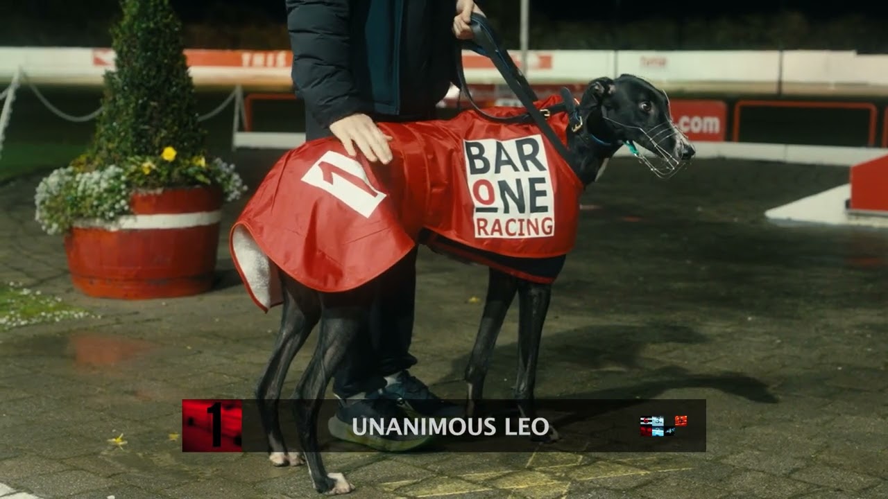 Bar One Racing Irish Laurels, полуфинал 2025 года